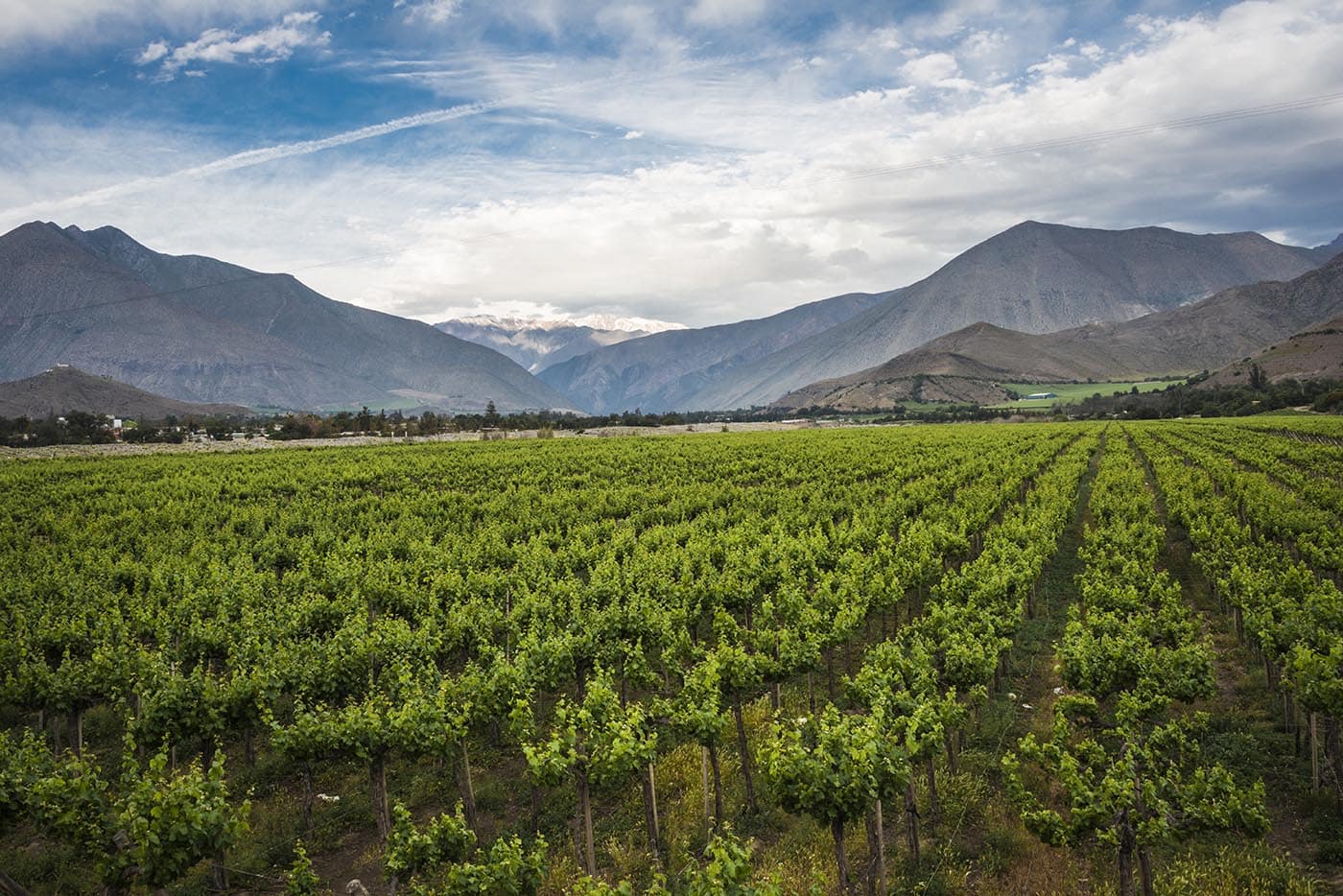 Vineyard landscape with grapevines, representing BevZero wine field locations
