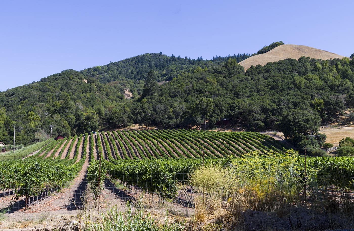 Close-up of grapevines in a BevZero wine field, showcasing healthy grape clusters