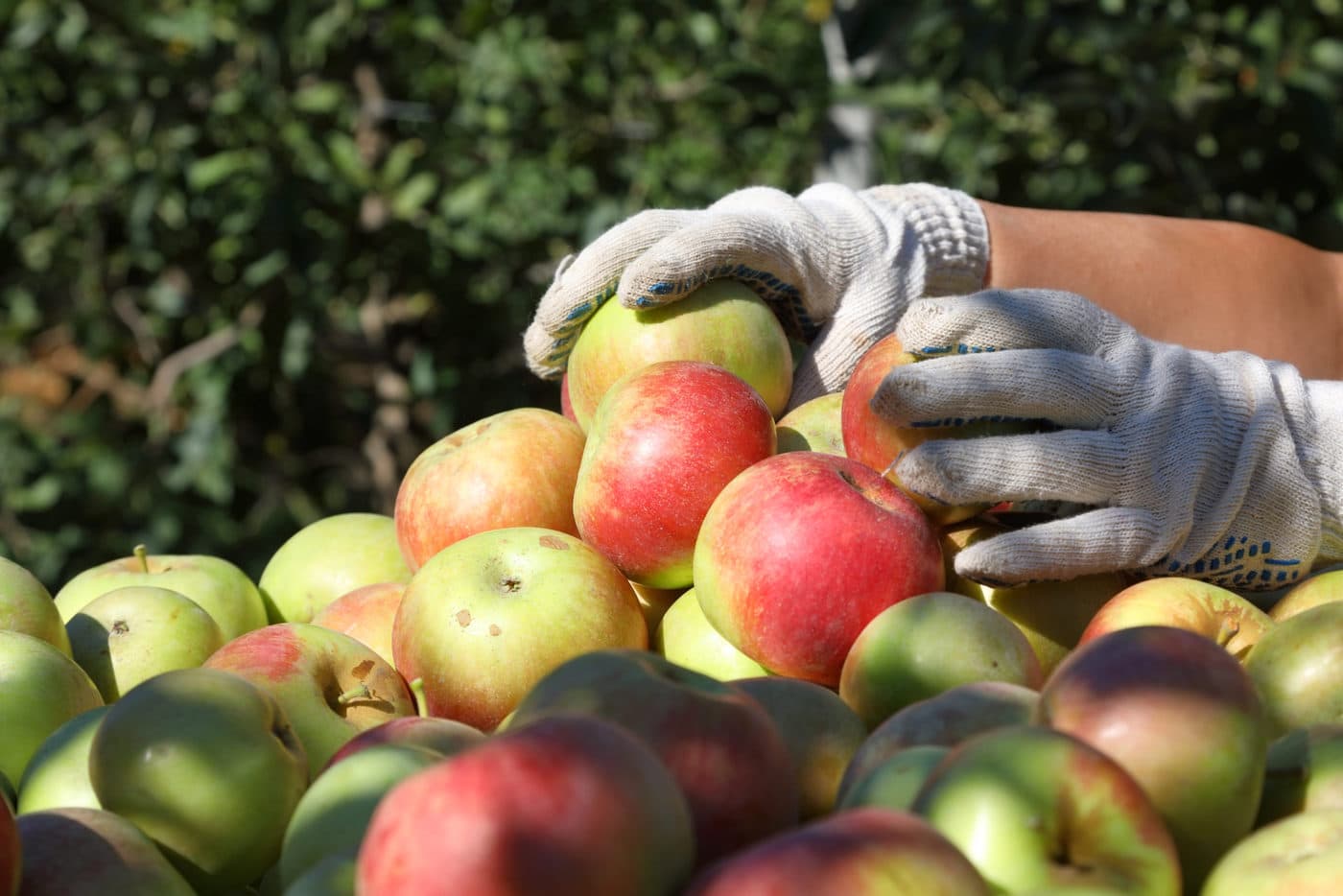 The Cider Market Is at an All-Time High