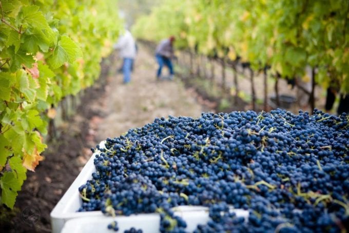 Wine Production and Climate Change