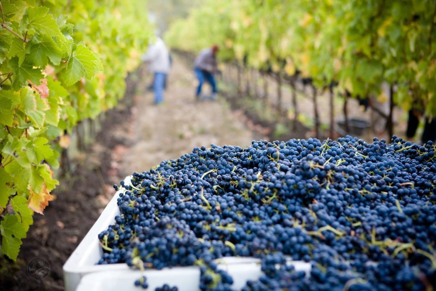 Wine Production and Climate Change