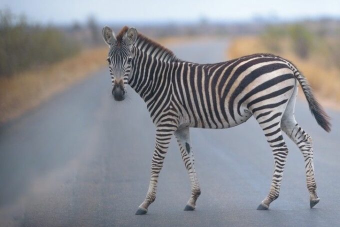 What is zebra striping?